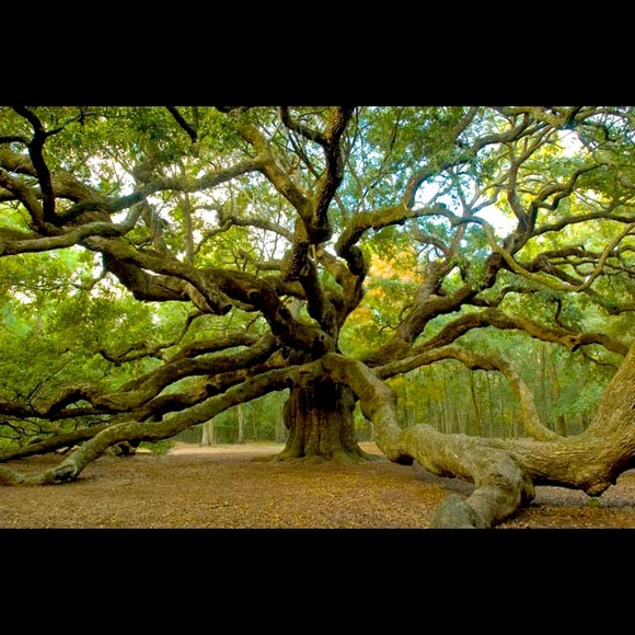 Meet your Posher, Alice - Picture 1 of 1